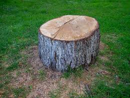 How Our Tree Care Process Works  in  Lacoste, TX