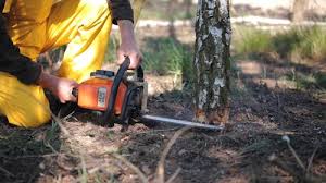 Tree and Shrub Care in Lacoste, TX