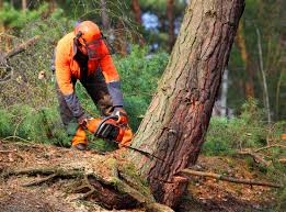 Best Lawn Pest Prevention  in Lacoste, TX