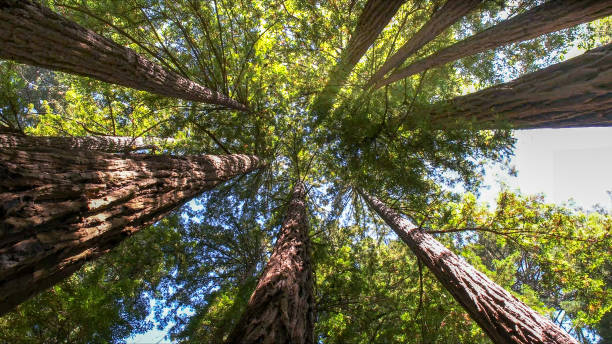 Reliable Lacoste, TX Tree Services Solutions